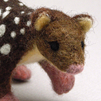 Tiger quoll