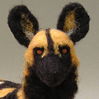 African Wild Dog / Painted Dog