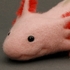 Leucistic axolotl