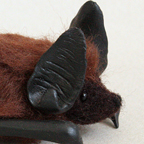 Big brown bat