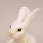 Lycaon lepus