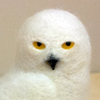 Snowy Owl